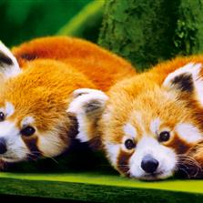 Les Pandas Roux du Parc Animalier de Branféré Le Guerno 56